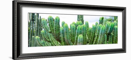 ¡Viva Mexico! Panoramic Collection - Cactus I-Philippe Hugonnard-Framed Photographic Print