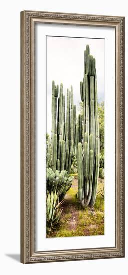 ¡Viva Mexico! Panoramic Collection - Cactus IV-Philippe Hugonnard-Framed Photographic Print