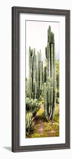 ¡Viva Mexico! Panoramic Collection - Cactus IV-Philippe Hugonnard-Framed Photographic Print