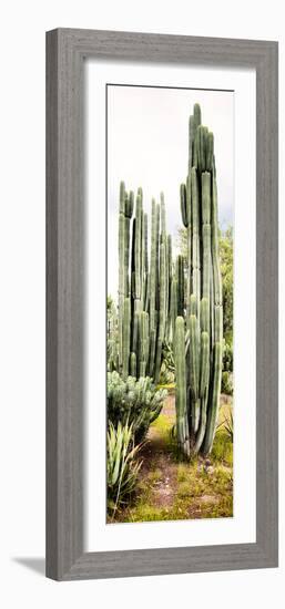 ¡Viva Mexico! Panoramic Collection - Cactus IV-Philippe Hugonnard-Framed Photographic Print