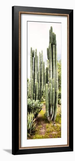 ¡Viva Mexico! Panoramic Collection - Cactus IV-Philippe Hugonnard-Framed Photographic Print