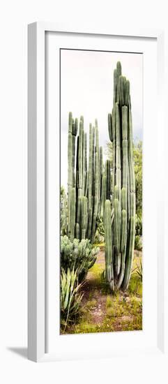 ¡Viva Mexico! Panoramic Collection - Cactus IV-Philippe Hugonnard-Framed Photographic Print