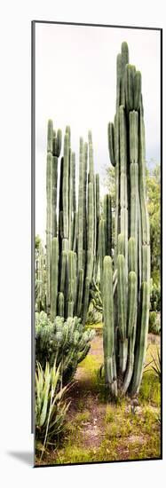 ¡Viva Mexico! Panoramic Collection - Cactus IV-Philippe Hugonnard-Mounted Photographic Print