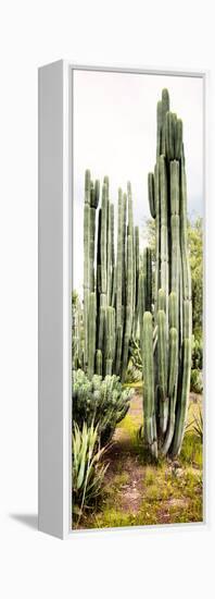 ¡Viva Mexico! Panoramic Collection - Cactus IV-Philippe Hugonnard-Framed Premier Image Canvas