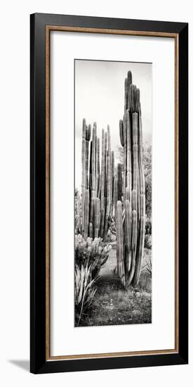 ¡Viva Mexico! Panoramic Collection - Cactus V-Philippe Hugonnard-Framed Photographic Print