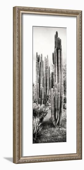 ¡Viva Mexico! Panoramic Collection - Cactus V-Philippe Hugonnard-Framed Photographic Print