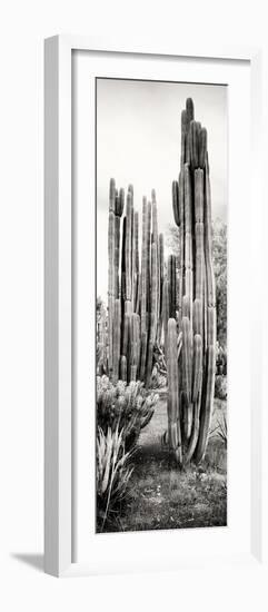 ¡Viva Mexico! Panoramic Collection - Cactus V-Philippe Hugonnard-Framed Photographic Print