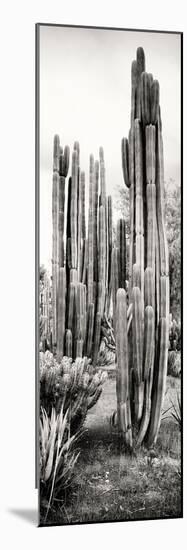 ¡Viva Mexico! Panoramic Collection - Cactus V-Philippe Hugonnard-Mounted Photographic Print