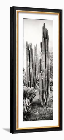 ¡Viva Mexico! Panoramic Collection - Cactus V-Philippe Hugonnard-Framed Photographic Print