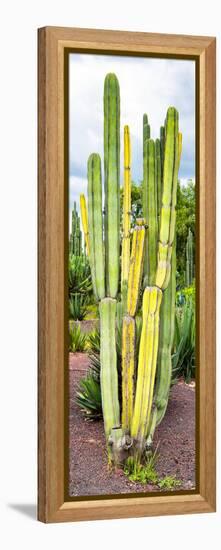 ¡Viva Mexico! Panoramic Collection - Cactus VI-Philippe Hugonnard-Framed Premier Image Canvas