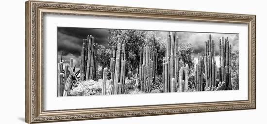 ¡Viva Mexico! Panoramic Collection - Cardon Cactus II-Philippe Hugonnard-Framed Photographic Print