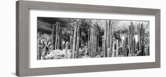 ¡Viva Mexico! Panoramic Collection - Cardon Cactus II-Philippe Hugonnard-Framed Photographic Print