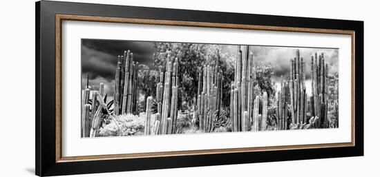 ¡Viva Mexico! Panoramic Collection - Cardon Cactus II-Philippe Hugonnard-Framed Photographic Print