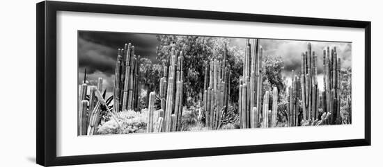 ¡Viva Mexico! Panoramic Collection - Cardon Cactus II-Philippe Hugonnard-Framed Photographic Print