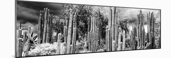 ¡Viva Mexico! Panoramic Collection - Cardon Cactus II-Philippe Hugonnard-Mounted Photographic Print