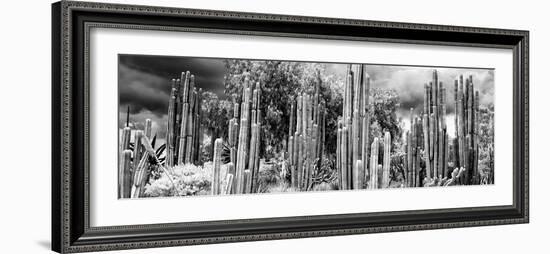 ¡Viva Mexico! Panoramic Collection - Cardon Cactus II-Philippe Hugonnard-Framed Photographic Print