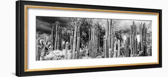 ¡Viva Mexico! Panoramic Collection - Cardon Cactus II-Philippe Hugonnard-Framed Photographic Print