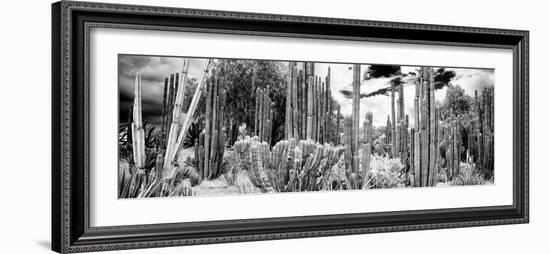 ¡Viva Mexico! Panoramic Collection - Cardon Cactus IV-Philippe Hugonnard-Framed Photographic Print