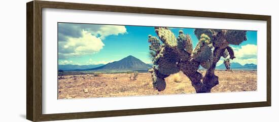 ¡Viva Mexico! Panoramic Collection - Desert Cactus IV-Philippe Hugonnard-Framed Photographic Print