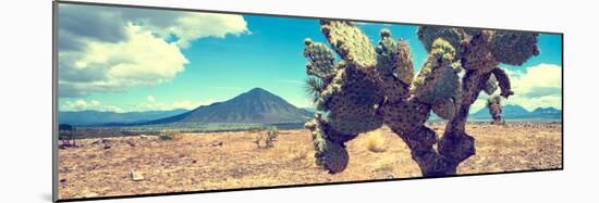 ¡Viva Mexico! Panoramic Collection - Desert Cactus IV-Philippe Hugonnard-Mounted Photographic Print