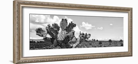 ¡Viva Mexico! Panoramic Collection - Desert Cactus VI-Philippe Hugonnard-Framed Photographic Print