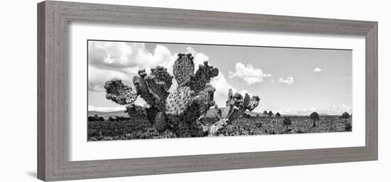 ¡Viva Mexico! Panoramic Collection - Desert Cactus VI-Philippe Hugonnard-Framed Photographic Print