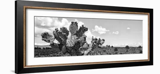 ¡Viva Mexico! Panoramic Collection - Desert Cactus VI-Philippe Hugonnard-Framed Photographic Print