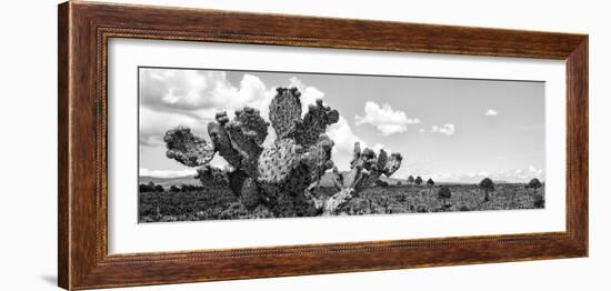 ¡Viva Mexico! Panoramic Collection - Desert Cactus VI-Philippe Hugonnard-Framed Premium Photographic Print