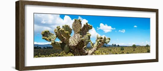 ¡Viva Mexico! Panoramic Collection - Desert Cactus VII-Philippe Hugonnard-Framed Premium Photographic Print