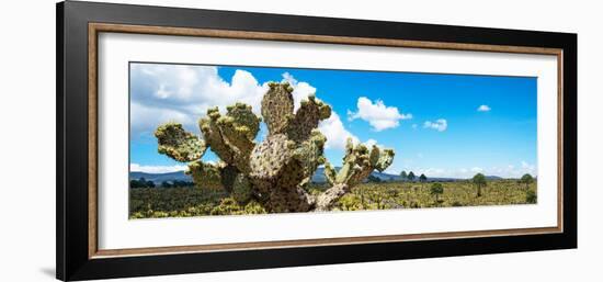 ¡Viva Mexico! Panoramic Collection - Desert Cactus VII-Philippe Hugonnard-Framed Premium Photographic Print