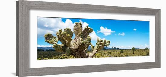 ¡Viva Mexico! Panoramic Collection - Desert Cactus VII-Philippe Hugonnard-Framed Photographic Print