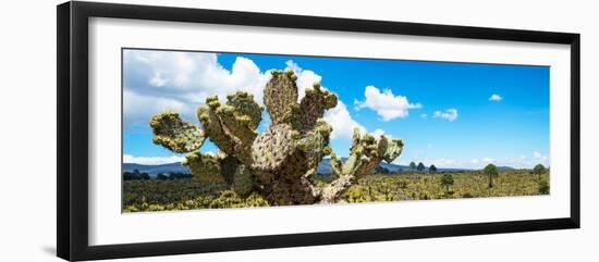 ¡Viva Mexico! Panoramic Collection - Desert Cactus VII-Philippe Hugonnard-Framed Photographic Print