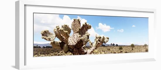 ¡Viva Mexico! Panoramic Collection - Desert Cactus VIII-Philippe Hugonnard-Framed Photographic Print