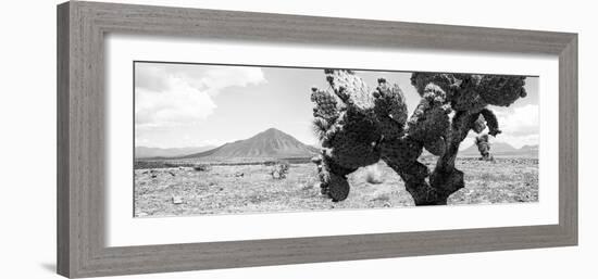 ¡Viva Mexico! Panoramic Collection - Desert Cactus-Philippe Hugonnard-Framed Photographic Print