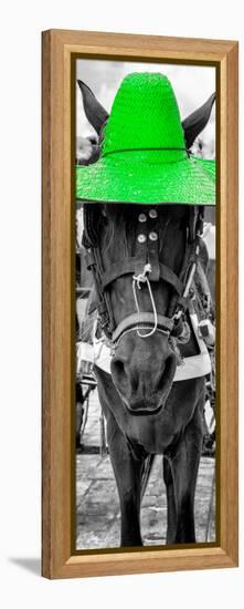 ¡Viva Mexico! Panoramic Collection - Horse with a Green straw Hat-Philippe Hugonnard-Framed Premier Image Canvas