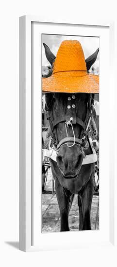 ¡Viva Mexico! Panoramic Collection - Horse with a Light Orange straw Hat-Philippe Hugonnard-Framed Photographic Print