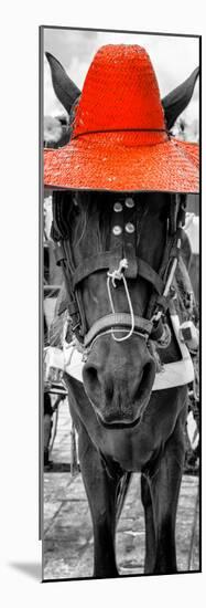 ¡Viva Mexico! Panoramic Collection - Horse with a Red straw Hat-Philippe Hugonnard-Mounted Photographic Print