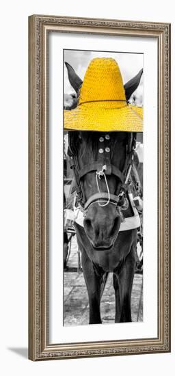 ¡Viva Mexico! Panoramic Collection - Horse with a Yellow straw Hat-Philippe Hugonnard-Framed Photographic Print