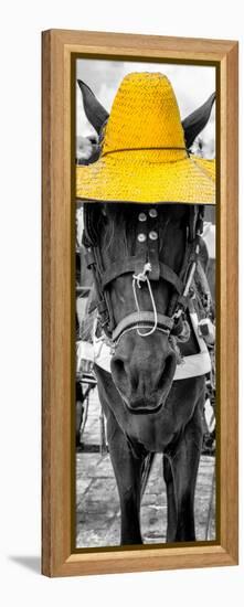 ¡Viva Mexico! Panoramic Collection - Horse with a Yellow straw Hat-Philippe Hugonnard-Framed Premier Image Canvas