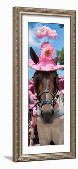 ¡Viva Mexico! Panoramic Collection - Horse with Pink Hat-Philippe Hugonnard-Framed Photographic Print