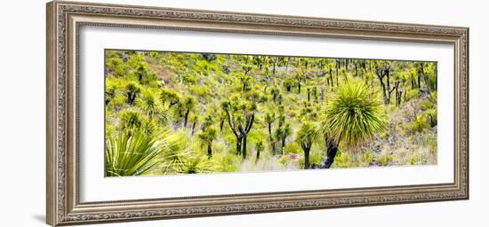 ¡Viva Mexico! Panoramic Collection - Joshua Trees-Philippe Hugonnard-Framed Photographic Print