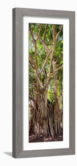 ¡Viva Mexico! Panoramic Collection - Jungle Trees-Philippe Hugonnard-Framed Photographic Print