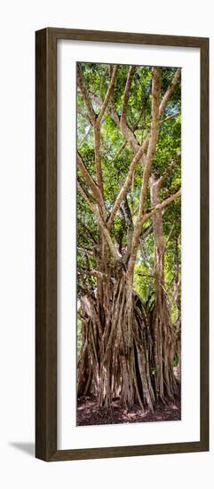 ¡Viva Mexico! Panoramic Collection - Jungle Trees-Philippe Hugonnard-Framed Photographic Print