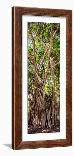 ¡Viva Mexico! Panoramic Collection - Jungle Trees-Philippe Hugonnard-Framed Photographic Print