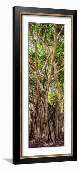 ¡Viva Mexico! Panoramic Collection - Jungle Trees-Philippe Hugonnard-Framed Photographic Print