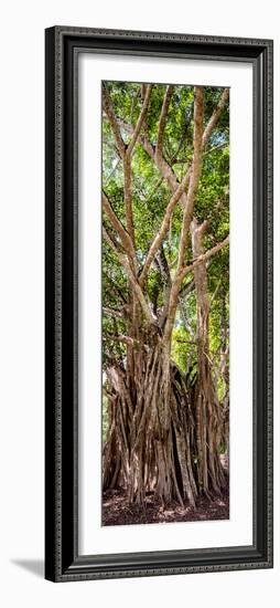 ¡Viva Mexico! Panoramic Collection - Jungle Trees-Philippe Hugonnard-Framed Photographic Print