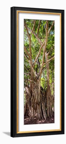 ¡Viva Mexico! Panoramic Collection - Jungle Trees-Philippe Hugonnard-Framed Photographic Print