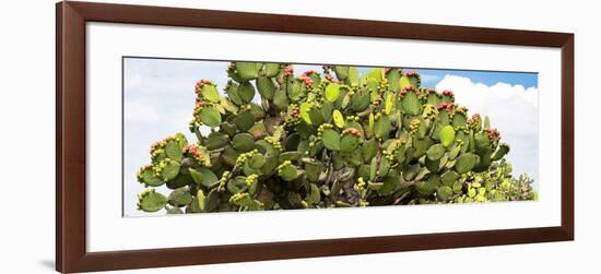 ¡Viva Mexico! Panoramic Collection - Prickly Pear Cactus II-Philippe Hugonnard-Framed Photographic Print