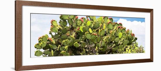 ¡Viva Mexico! Panoramic Collection - Prickly Pear Cactus II-Philippe Hugonnard-Framed Photographic Print