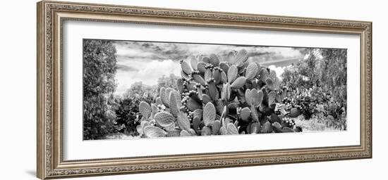 ¡Viva Mexico! Panoramic Collection - Prickly Pear Cactus V-Philippe Hugonnard-Framed Photographic Print